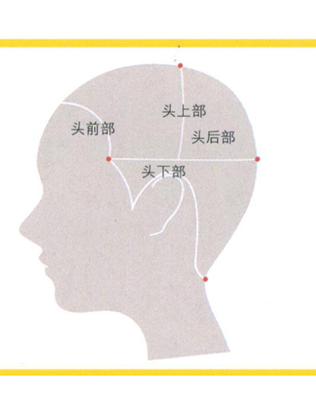 头顶的各个部位示意图图片