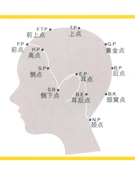 医学头部区域划分图片